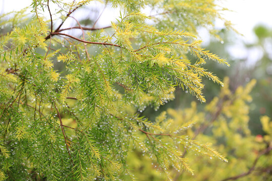 雨水珠