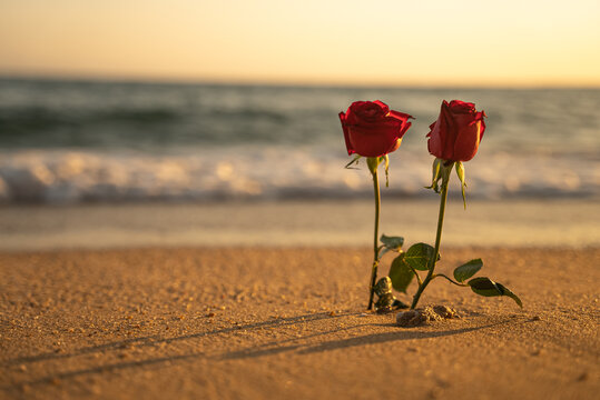 夕阳唯美海边玫瑰花