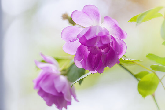 浪漫的月季花