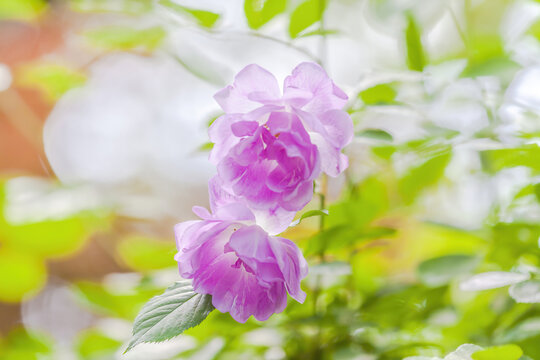 浪漫的月季花