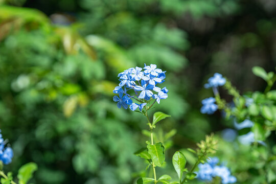 蓝色开花植物蓝花丹