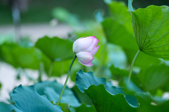 夏天池塘中盛开的荷花