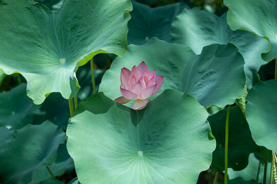 夏天池塘中盛开的荷花