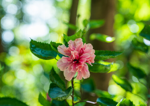 重瓣朱槿的花