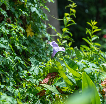 紫花植物五爪金龙