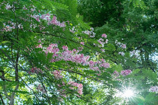 粉红色开花植物节荚决明