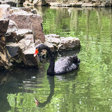 水中黑天鹅