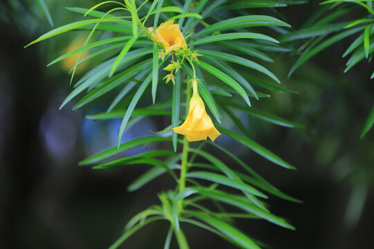 黄花夹竹桃