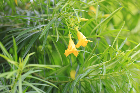 黄花夹竹桃