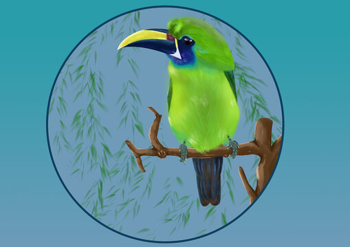 鳥