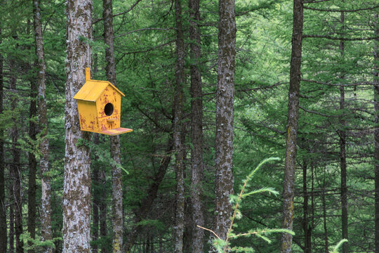 树林里的人工鸟屋