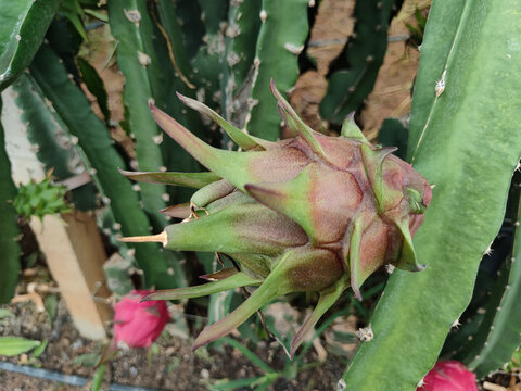 火龙果种植大棚火龙果实