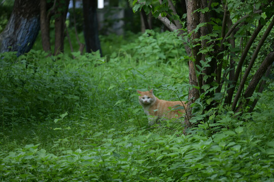 丛林中的探头橘猫