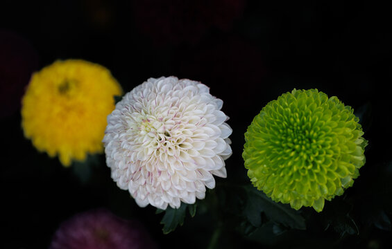 菊花品种乒乓菊