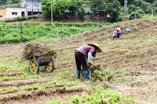 蔬菜基地除草场景