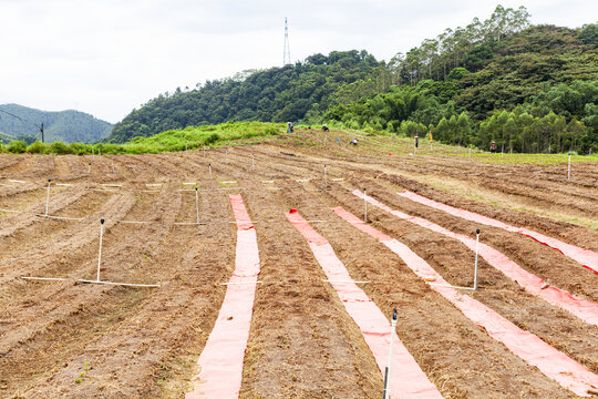 蔬菜基地地垄