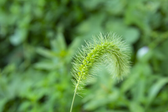 狗尾巴草