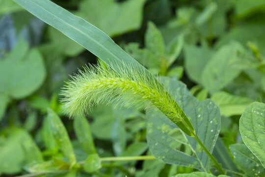 狗尾巴草