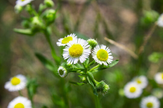 野菊花