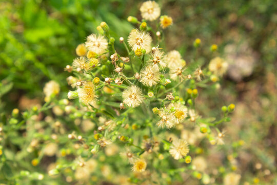 野菊花