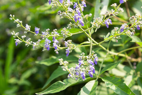 黄荆花