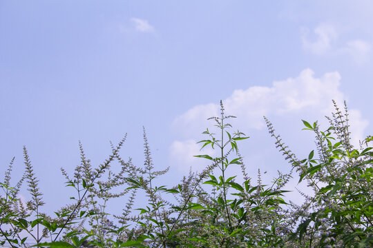 黄荆花