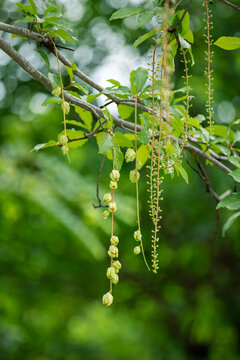 观赏植物红花玉蕊