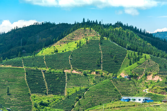 茶山风光