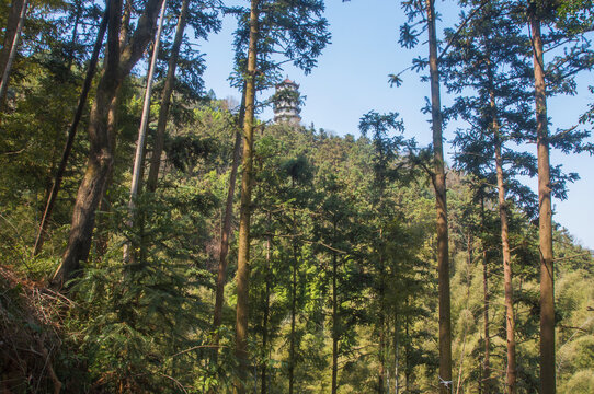 云际山森林植被