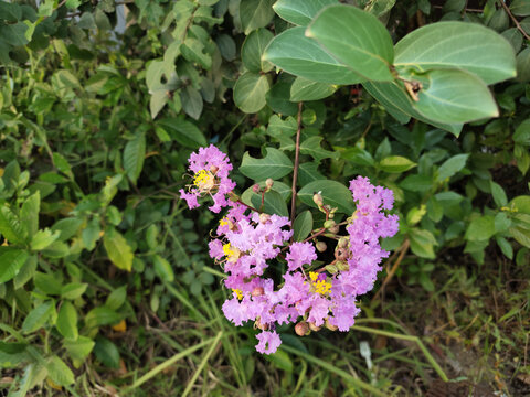 紫薇花特写