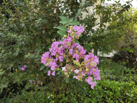 紫荆花树