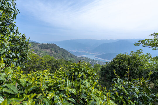 凤庆滇红茶山