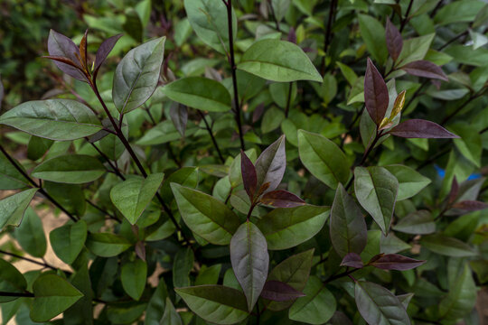 紫叶茶