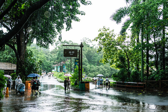 雨中的动物园