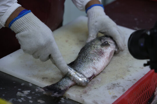 活鱼鲈鱼加工海鲜水产渔业捕捞