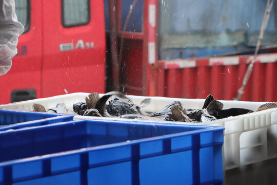 活鱼黑鱼加工海鲜水产渔业捕捞