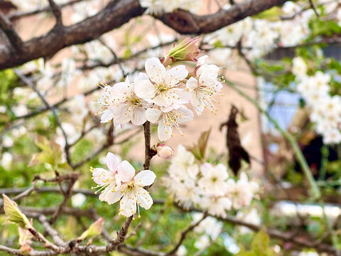 樱花