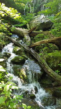 溪流上的岩石和树干