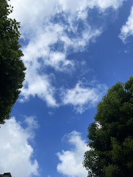 蓝天白云树丛