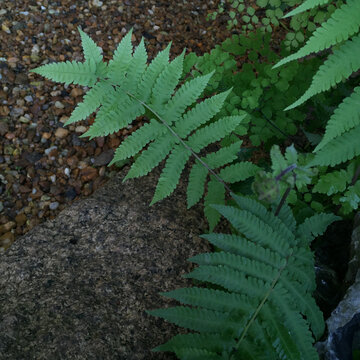 绿植小景