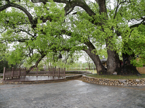 红井三叉古樟树