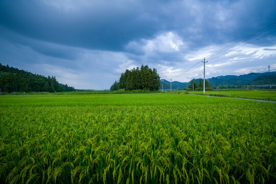 夏天稻田水稻风光