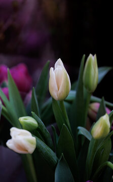 郁金香花与花苞