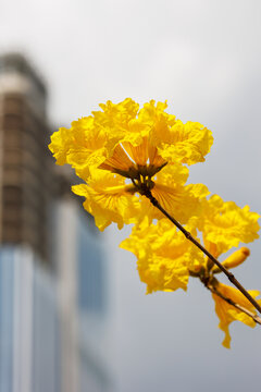 城市绿花观赏树黄花风铃木