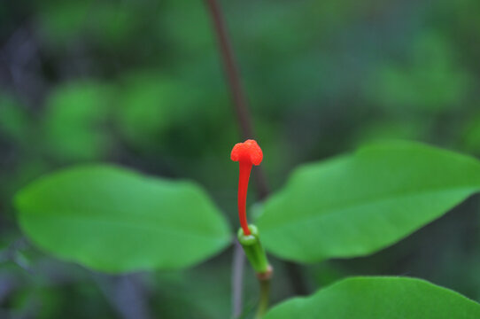 花蕊