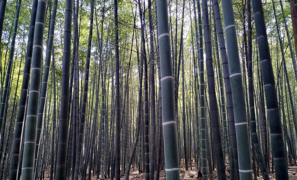 高大挺拔茂盛坚强的竹子