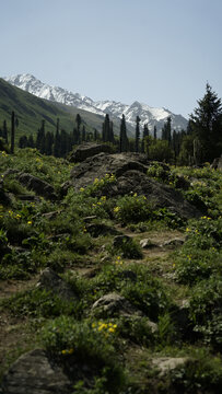 新疆夏塔冰川雪山森林草原
