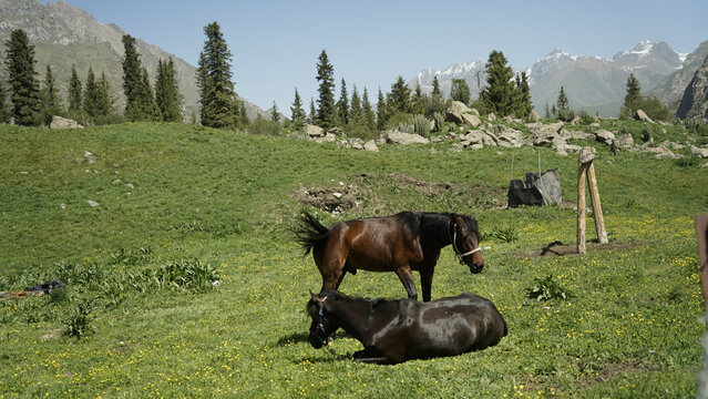 新疆夏塔冰川雪山森林草原马