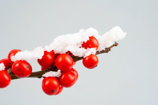 积雪挂雪的红果