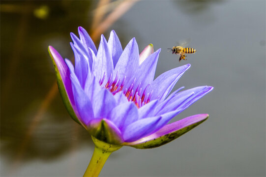 昆虫蜜蜂